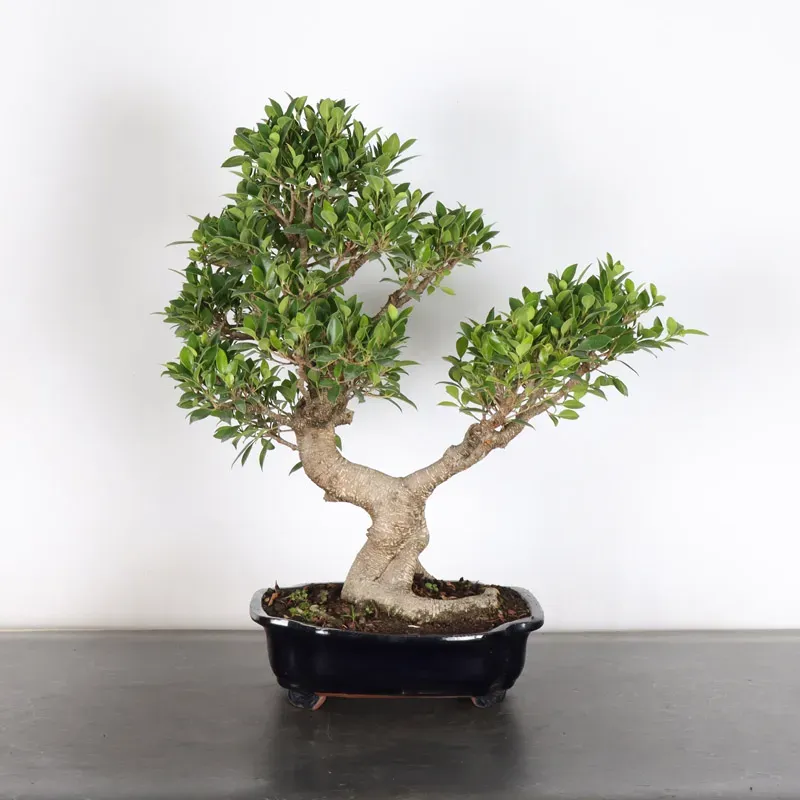 FICUS NITIDA 1-10