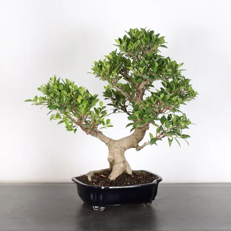 image supplémentaire - FICUS NITIDA 1-10