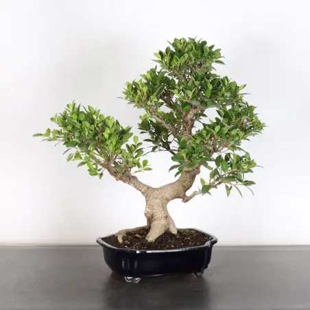 image supplémentaire - FICUS NITIDA 1-10