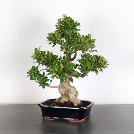 FICUS NITIDA 1-11