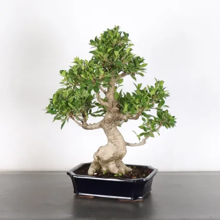 image supplémentaire - FICUS NITIDA 1-11