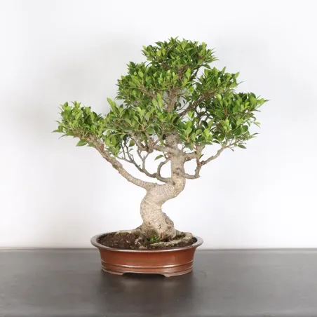 FICUS NITIDA 1-12