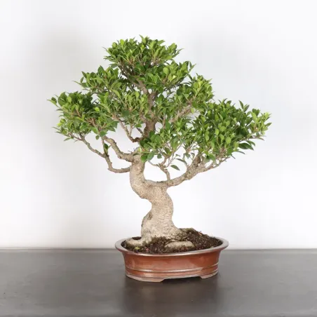 image supplémentaire - FICUS NITIDA 1-12