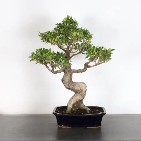 FICUS NITIDA 1-13
