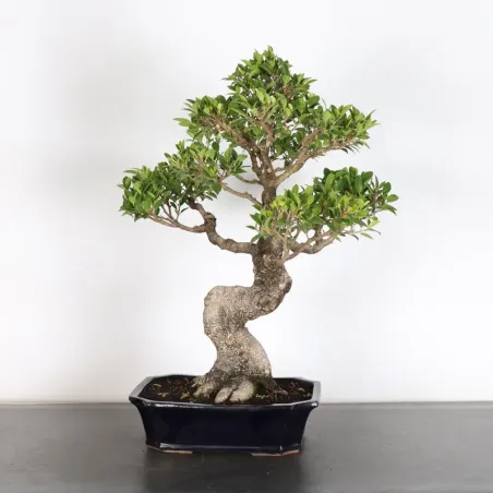 image supplémentaire - FICUS NITIDA 1-13