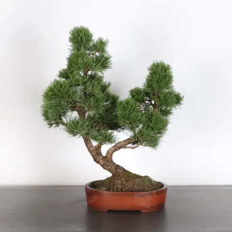 BONSAI PINUS MUGO 2-17