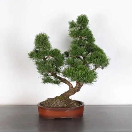 image supplémentaire - BONSAI PIN MUGO 2-17