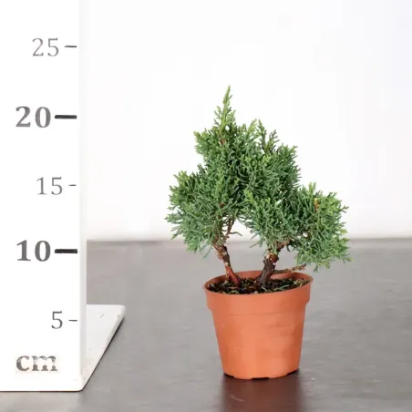 image supplémentaire - GENÉVRIER "JUNIPERUS KISHU"...