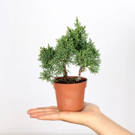 Bonsai Genévrier de Chine