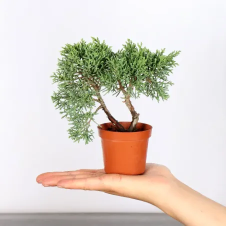 Bonsai Genévrier de Chine