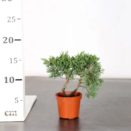 image supplémentaire - JUNIPER "JUNIPERUS KISHU" 1-2
