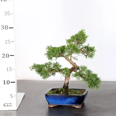 image supplémentaire - Genévrier "juniperus...