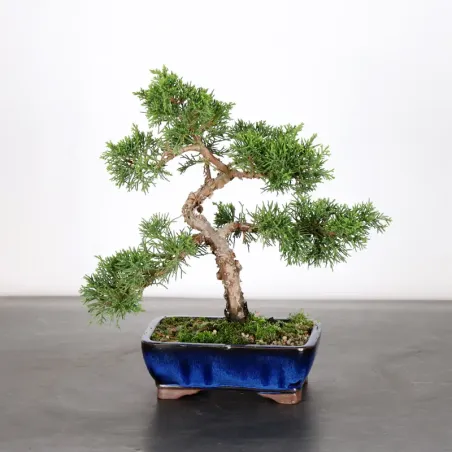 Bonsai Genévrier de Chine