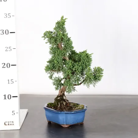 image supplémentaire - GENÉVRIER "JUNIPERUS KISHU"...