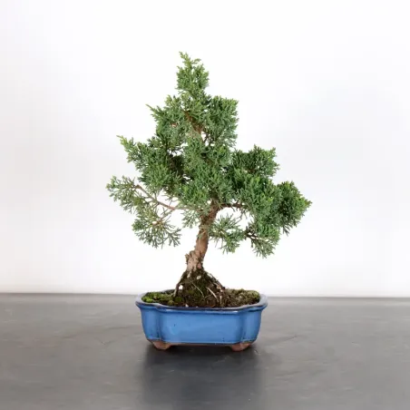 Bonsai Genévrier de Chine