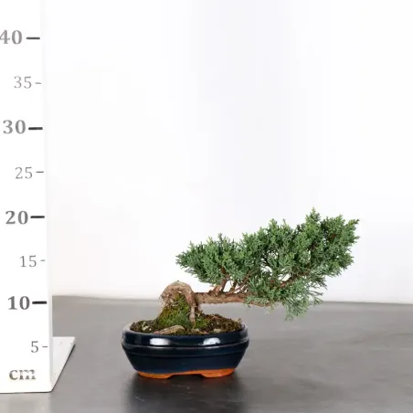 image supplémentaire - GENÉVRIER "JUNIPERUS KISHU"...