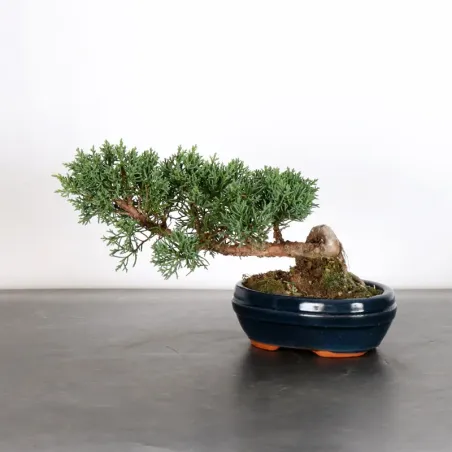 Bonsai Genévrier de Chine