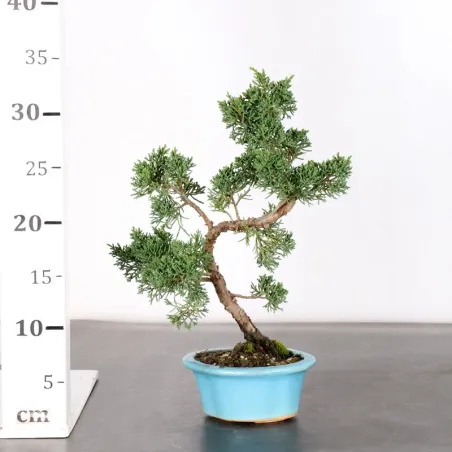 image supplémentaire - GENÉVRIER "JUNIPERUS KISHU"...