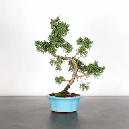Bonsai Genévrier de Chine