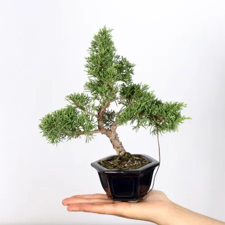 Bonsai Genévrier de Chine