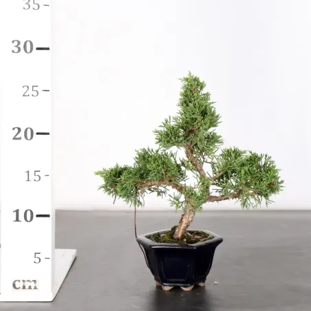 image supplémentaire - GENÉVRIER "JUNIPERUS...