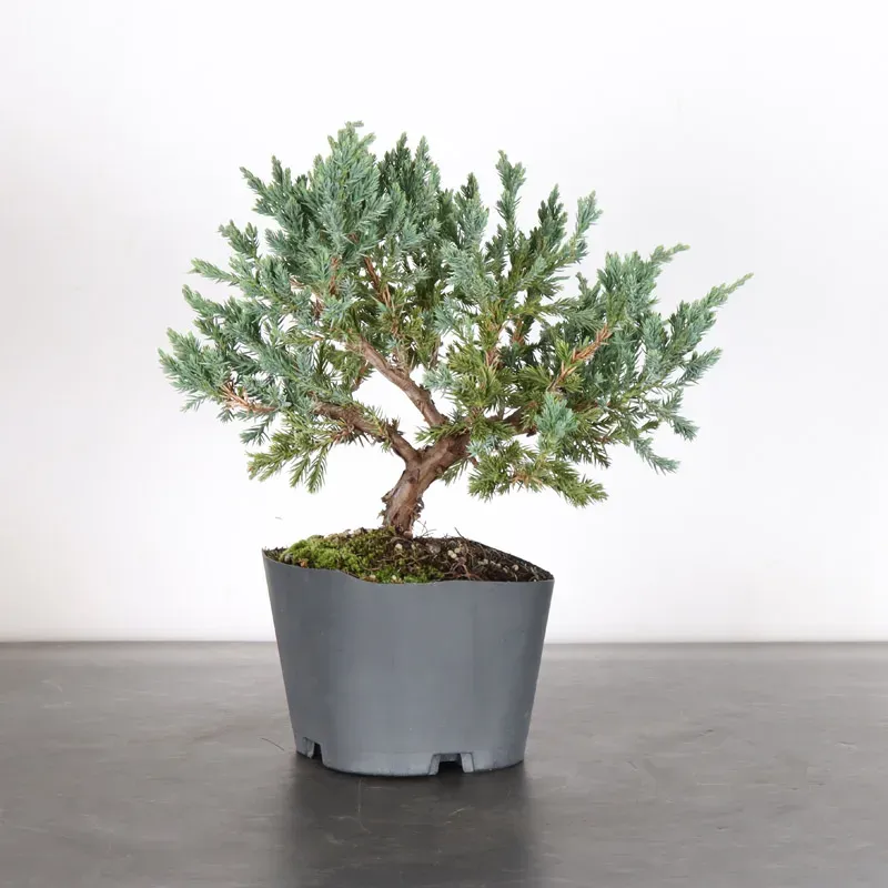 Bonsai Chinese Juniper