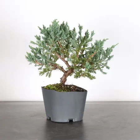 Bonsai Chinese Juniper