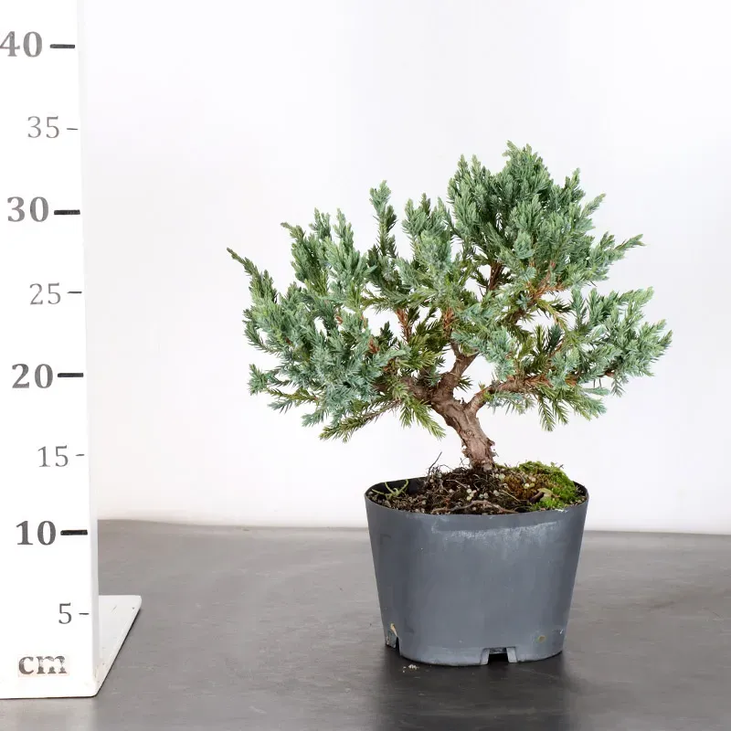 image supplémentaire - Prebonsai juniper juniperus...