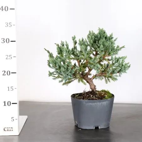 image supplémentaire - Prebonsai juniper juniperus...