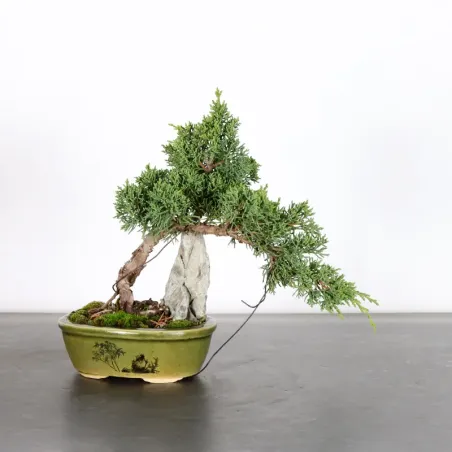 Bonsai Genévrier de Chine