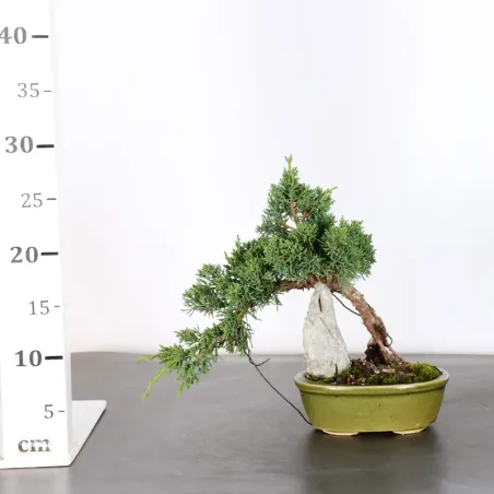 image supplémentaire - GENÉVRIER "JUNIPERUS KISHU"...