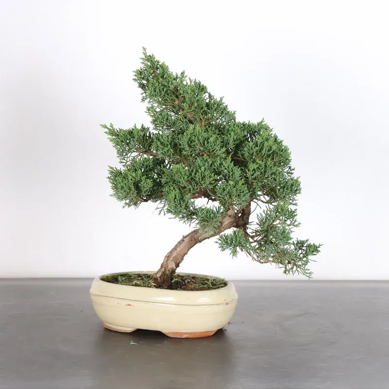 Bonsai Genévrier de Chine
