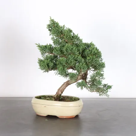 Bonsai Genévrier de Chine