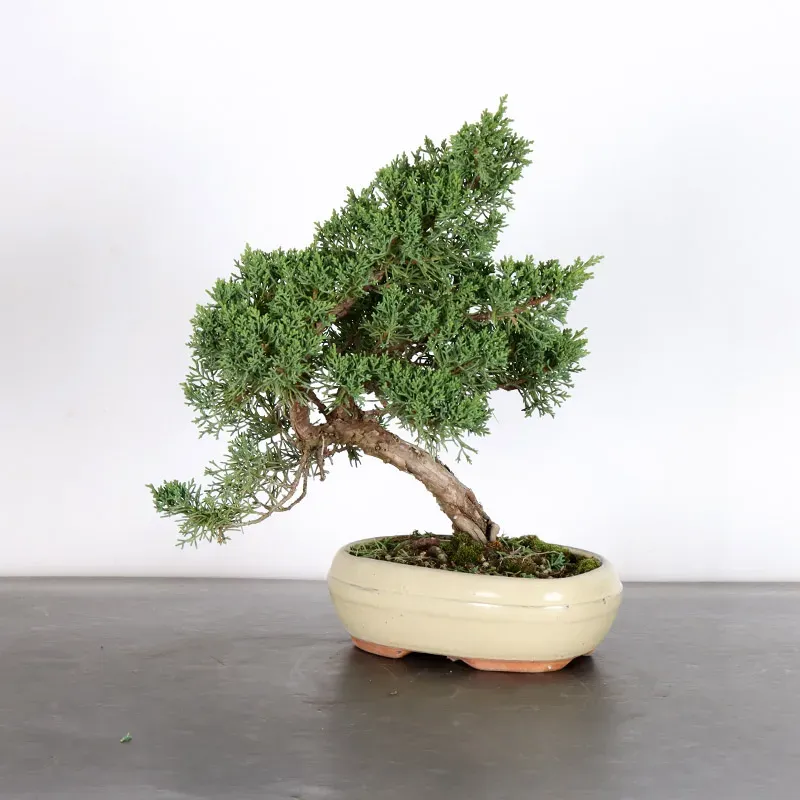 image supplémentaire - GENÉVRIER "JUNIPERUS KISHU"...
