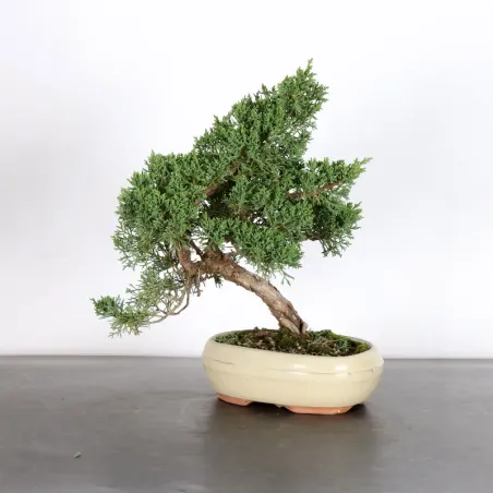 image supplémentaire - GENÉVRIER "JUNIPERUS KISHU"...