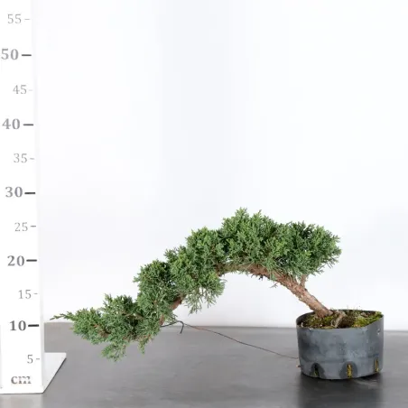 image supplémentaire - JUNIPER "JUNIPERUS KISHU" 1-11