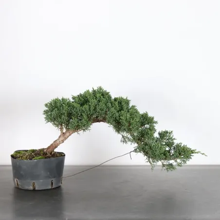 Bonsai Genévrier de Chine