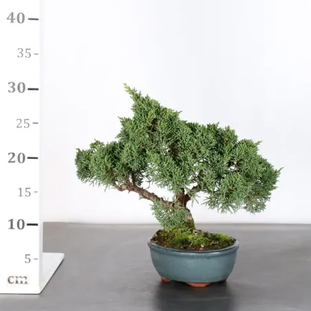 image supplémentaire - GENÉVRIER "JUNIPERUS KISHU"...