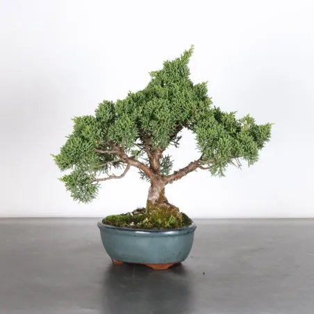Bonsai Genévrier de Chine