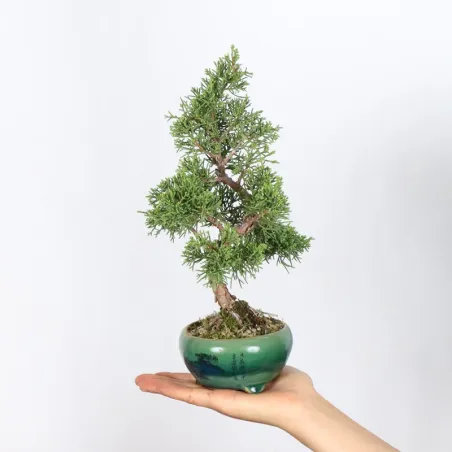 JUNIPER "JUNIPERUS ITOIGAWA" 1-13