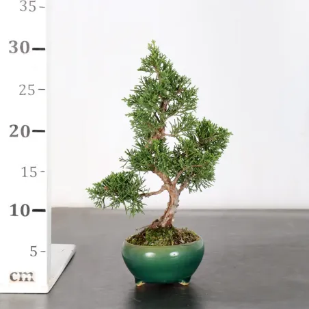 image supplémentaire - JUNIPER "JUNIPERUS...