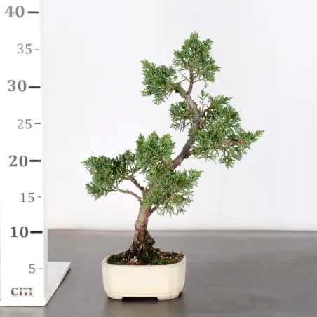 image supplémentaire - GENÉVRIER "JUNIPERUS KISHU"...