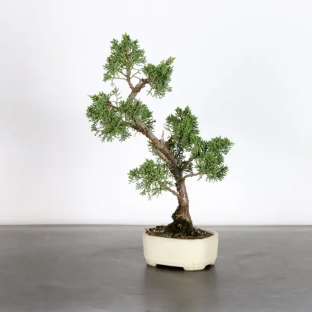 Bonsai Genévrier de Chine