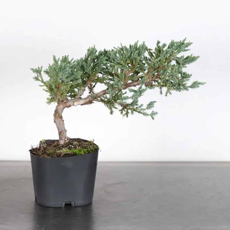 Bonsai Genévrier de Chine