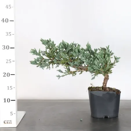 image supplémentaire - Prebonsai genévrier...