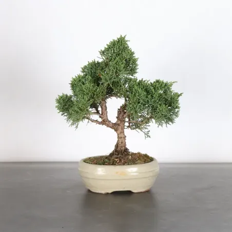 Bonsai Genévrier de Chine