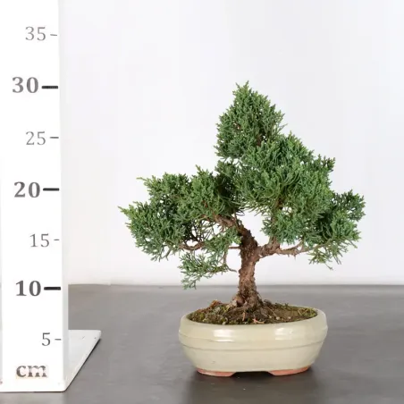 image supplémentaire - GENÉVRIER "JUNIPERUS KISHU"...
