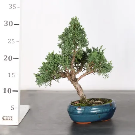 image supplémentaire - GENÉVRIER "JUNIPERUS KISHU"...