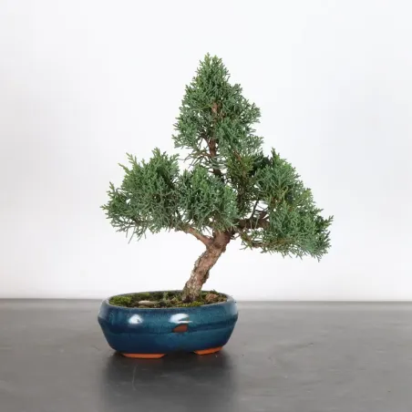 Bonsai Genévrier de Chine