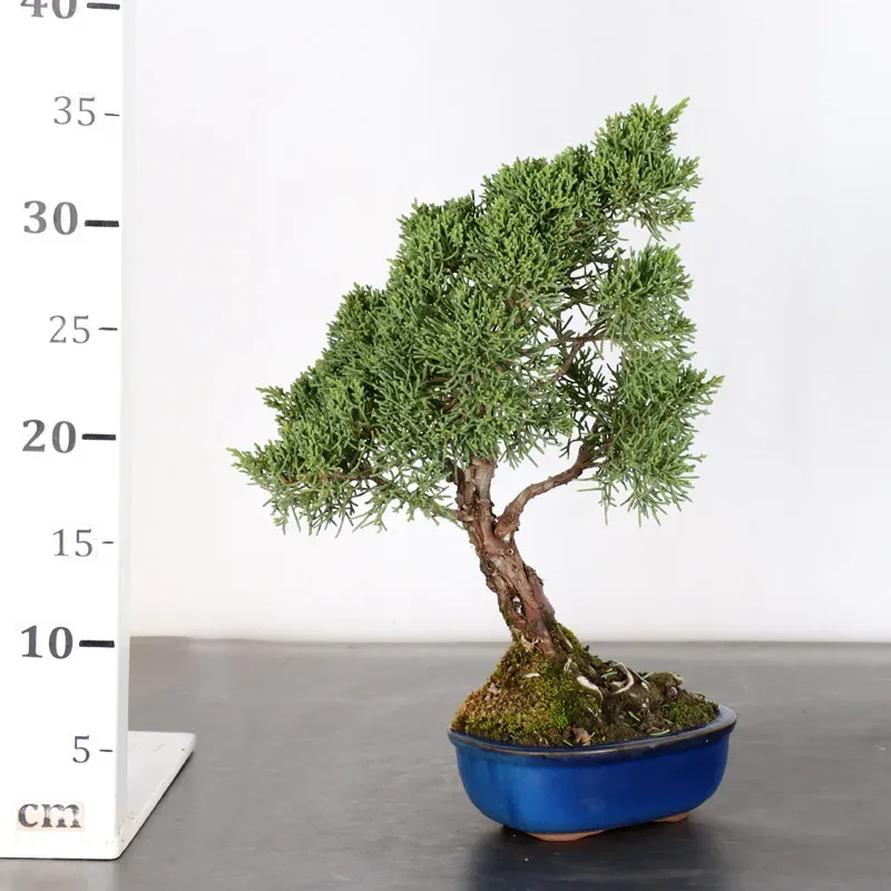 image supplémentaire - GENÉVRIER "JUNIPERUS KISHU"...